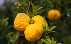 Yuzu